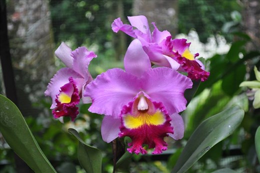 Where Convergence beautiful flowers and rare plants of the world