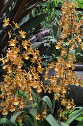 Where Convergence beautiful flowers and rare plants of the world: by thuynguyen, Views[189]