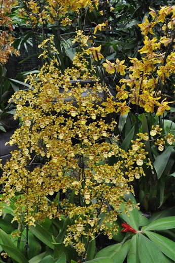 Where Convergence beautiful flowers and rare plants of the world