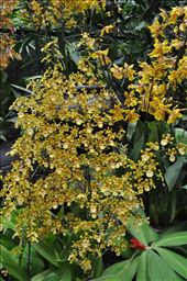 Where Convergence beautiful flowers and rare plants of the world: by thuynguyen, Views[171]