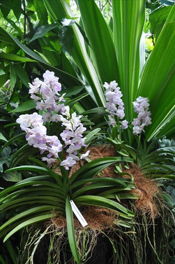 Where Convergence beautiful flowers and rare plants of the world