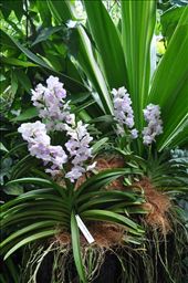 Where Convergence beautiful flowers and rare plants of the world: by thuynguyen, Views[213]