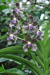 Where Convergence beautiful flowers and rare plants of the world: by thuynguyen, Views[198]