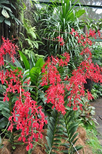 Where Convergence beautiful flowers and rare plants of the world