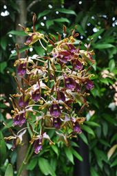 Where Convergence beautiful flowers and rare plants of the world: by thuynguyen, Views[558]