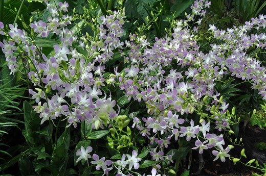 Where Convergence beautiful flowers and rare plants of the world