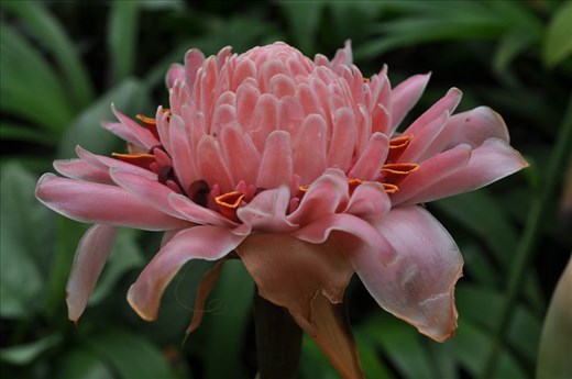 Where Convergence beautiful flowers and rare plants of the world