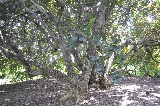 Where Convergence beautiful flowers and rare plants of the world