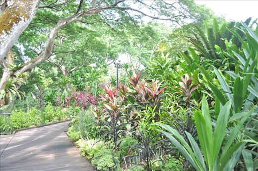 Where Convergence beautiful flowers and rare plants of the world