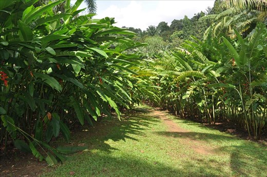 Where Convergence beautiful flowers and rare plants of the world