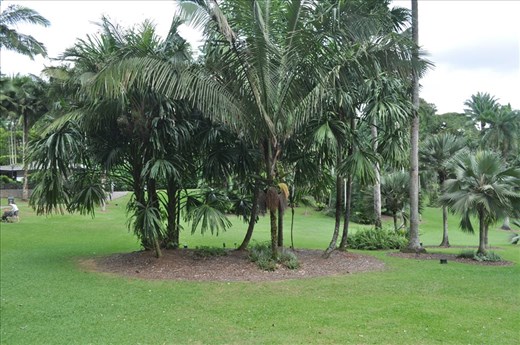 Where Convergence beautiful flowers and rare plants of the world