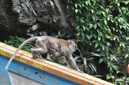 Visit the Batu Caves, Malaysia