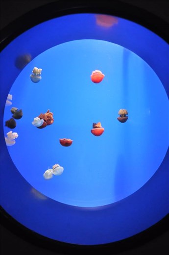 Visit Sentosa Island, Singapore