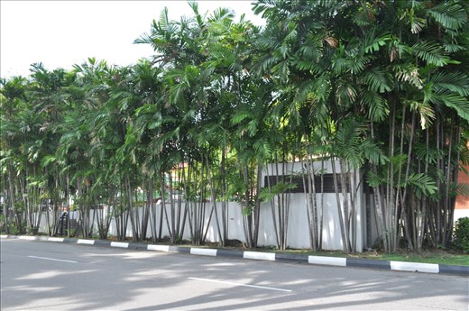 Morning in singapore