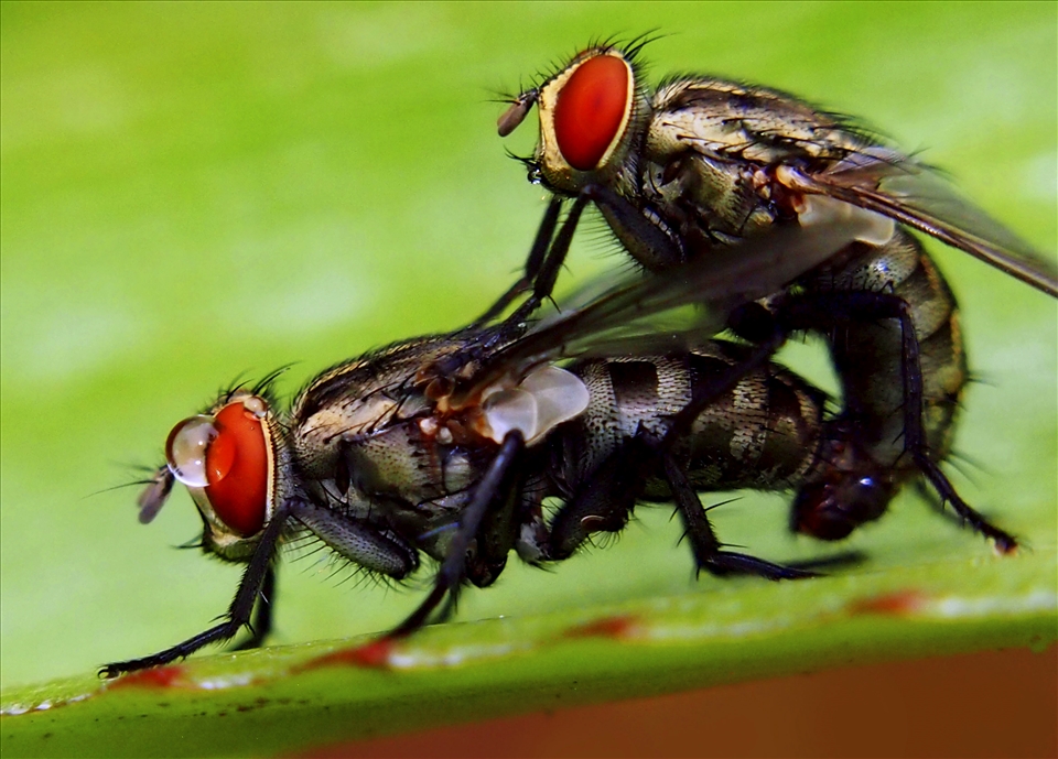 Flies can be difficult to capture. But these two 