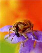Elephant weevils are one of my favorite critters to capture. They can sometimes be quite hard to capture as they tend to fly away, but this one fit perfectly on the flowering hedge in my garden. This is yet another cute critter with a sense of curiosity and slight head tilt.: by tiana_reimann, Views[576]