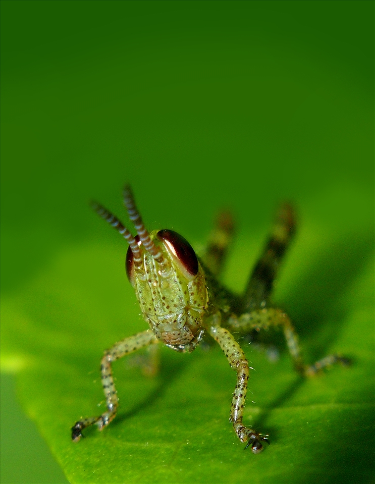 I was quite surprised when taking a picture of this 1 cm long grasshopper. Usually the smaller hoppers tend to jump away in fright however this one became the perfect model and even gave me a very curious stare with its slight head-tilt. Makes me wonder if insects can feel curious too?