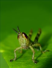 I was quite surprised when taking a picture of this 1 cm long grasshopper. Usually the smaller hoppers tend to jump away in fright however this one became the perfect model and even gave me a very curious stare with its slight head-tilt. Makes me wonder if insects can feel curious too?: by tiana_reimann, Views[440]