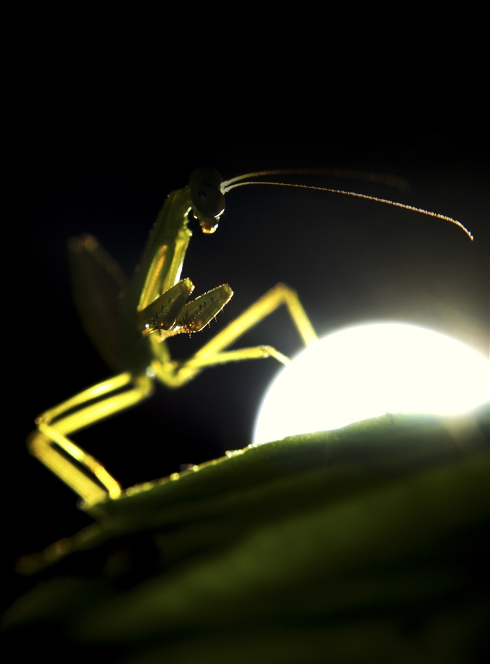A praying mantis in the midst of the night, hunting for its prey until the light of my torch interrupts its stalking. While they look scary, I have come to learn they are quite graceful in their movements. Reminds me of a ninja under the moon light!