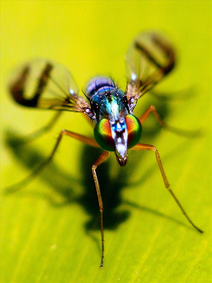 The MOST difficult to take pictures of. However, that does not stop me. 1 mm out of focal range would have resulted in a blurry image however I was fortunate enough to capture the beauty of this long-legged fly after the wind blew the leaf into the moment I pressed the button. As a result, I am able to observe this beautiful creature. From the colored eyes to the single grown hairs on its back, I am still astounded by the forms these critters come in. 