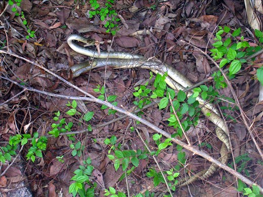 The snakes seen 'wrestling' from my hut.