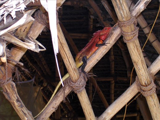 Also spotted on my hut.