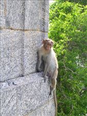 THE MONKEY.: by tiff_haggith, Views[114]