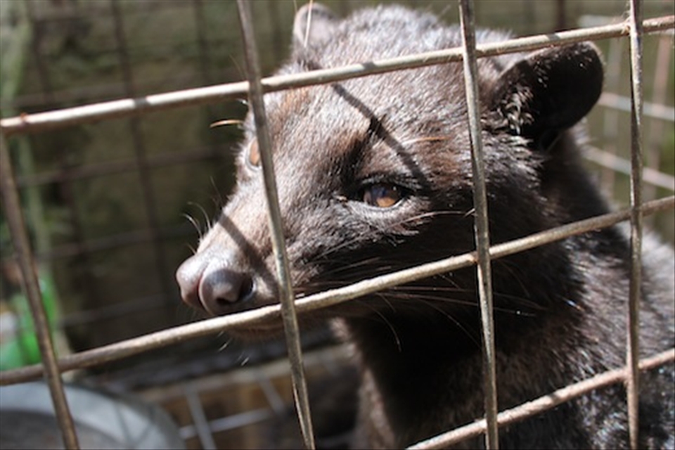 Sightseeing tours in Bali can run for as little as $25USD per person. My itinerary included a trip to one of Bali’s many coffee gardens where a prized Luwak was on display. Luwaks, also known as Asian Palm Civets, are admired more for their digestive tracts than anything else. By consuming the coffee berries and excreting the beans, a highly regarded form of coffee “processing” occurs. Despite its cost - both monetary and humane - Kopi Luwak, or Luwak coffee, is a widely sought novelty item for tourists. It’s popularity has since left my taste-buds very puzzled.