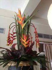 Flowers everywhere!!!: by tiffany3939, Views[216]