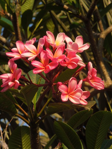 My favorite flower...plumeria!!!