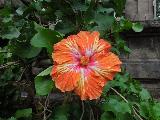 Psychedelic hibiscus...