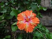 Psychedelic hibiscus...: by tiffany3939, Views[199]