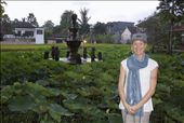Water Lilies...: by tiffany3939, Views[224]