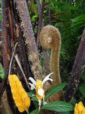 Monkey ferns!!!: by tiffany3939, Views[123]