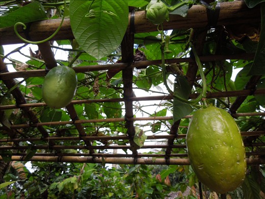 Biggest passion fruits eva!!!