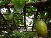 Biggest passion fruits eva!!!: by tiffany3939, Views[175]