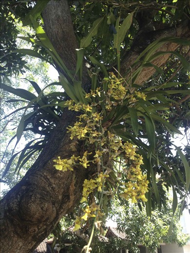 Tree orchids!!