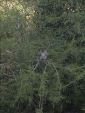 more monkeys...: by tiffany3939, Views[180]