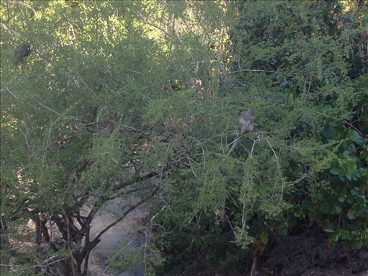 monkeys on the beach...me no likie