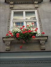 Love the fact that Europe is filled with flowers!!!
: by tiffany3939, Views[243]