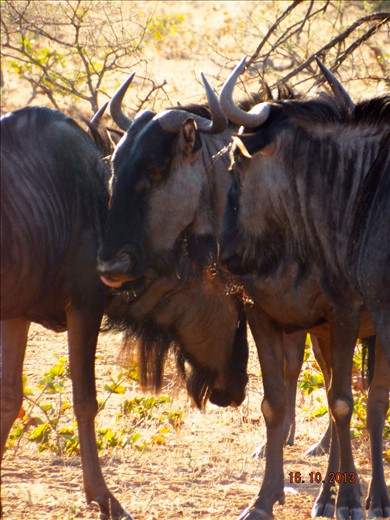 Wildabeests!!!