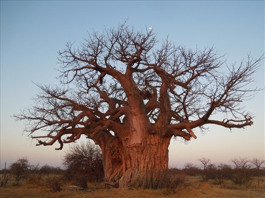 Baobab trees!!!