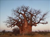 Baobab trees!!!: by tiffany3939, Views[178]