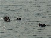 Hippos~: by tiffany3939, Views[205]
