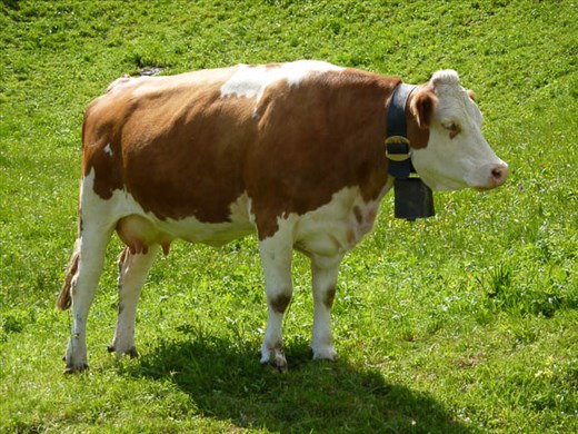 Local Cow - Bremgarten bei Bern, Switzerland