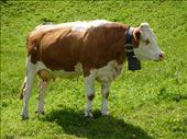 Local Cow - Bremgarten bei Bern, Switzerland: by tiffinbitesized, Views[490]