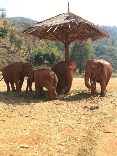 Enjoying the shade. 
Elephant Nature Park, Thailand.