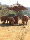 Enjoying the shade. 
Elephant Nature Park, Thailand.: by tigerlillytravels, Views[278]