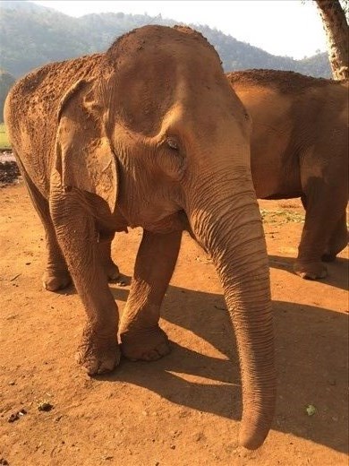 So close!
Elephant Nature Park, Thailand.