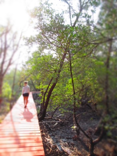 Mangrove trail